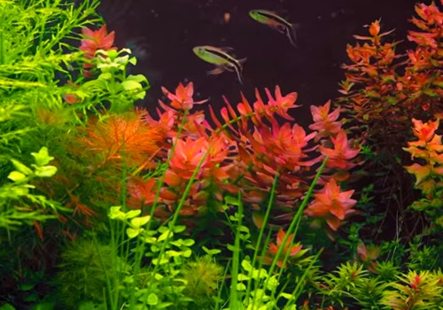 aquarium-fast-growing-plant