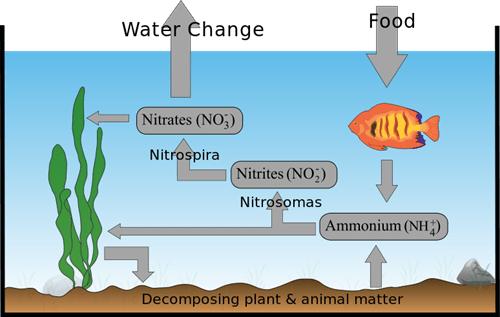 aquarium-nitrogen-cycle