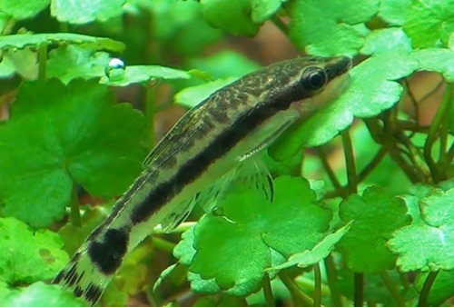 otocinclus-catfish