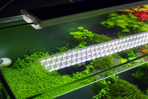 led lights for aquarium plants