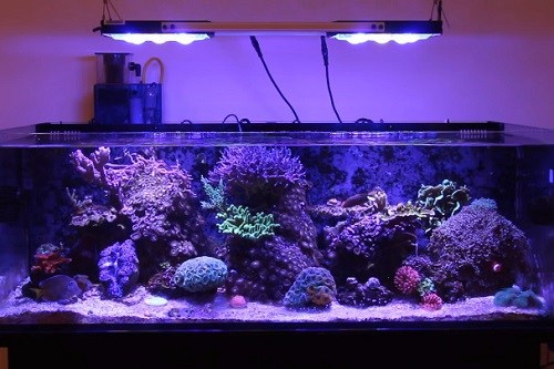 reef-aquarium-led-light