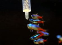 aquarium-fish-feeding