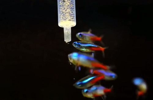 aquarium-fish-feeding