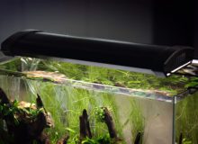aquarium-light