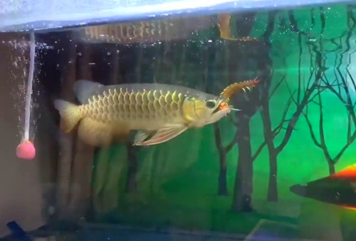 arowana-eating-centipede