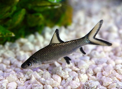 Top freshwater sharks for home aquariums