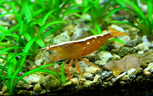 bamboo-shrimp