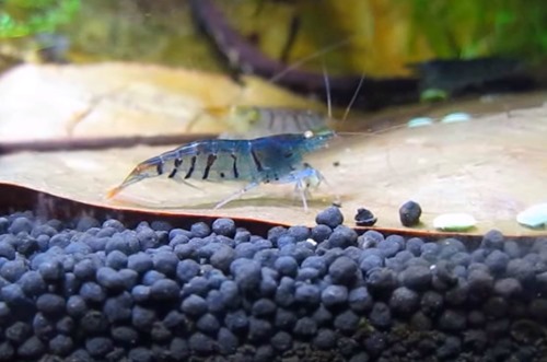blue-tiger-shrimp