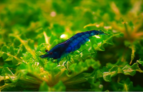 blue-velvet-shrimp