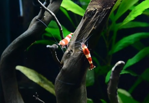 crystal-red-shrimp