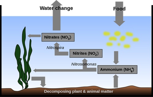 fishless-nitrogen-cycle