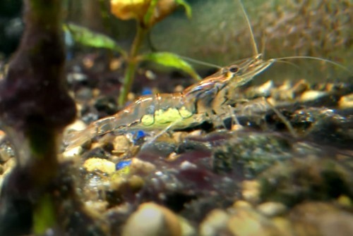 indian-whisker-shrimp