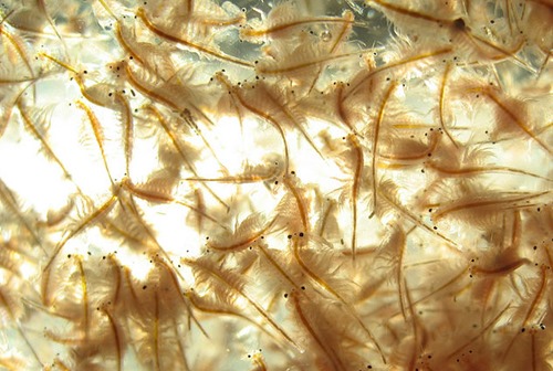 live-brine-shrimp