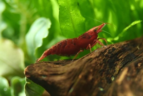 red-cherry-shrimp