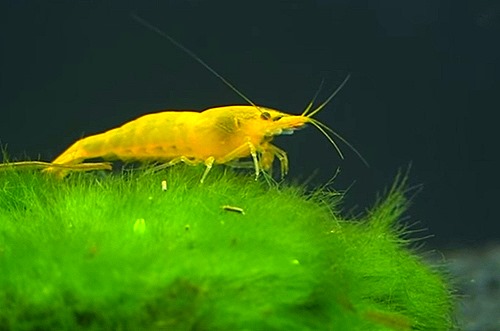 yellow-cherry-shrimp