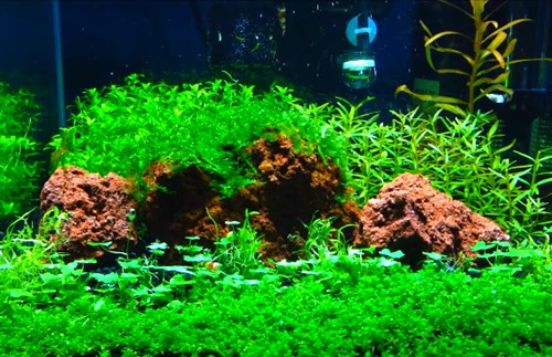 10-gallon-planted-tank.jpg