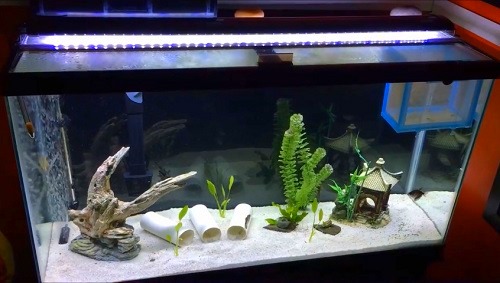 20-gallon-fish-tank