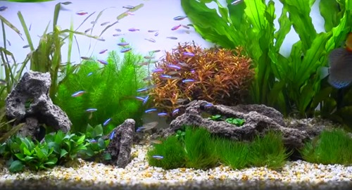 20-gallon-planted-tank.jpg