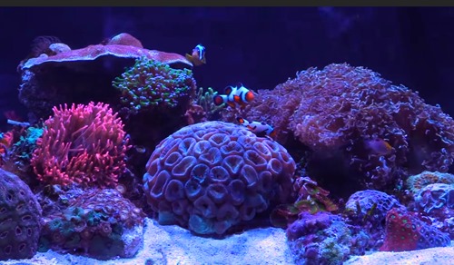 20-gallon-reef-tank