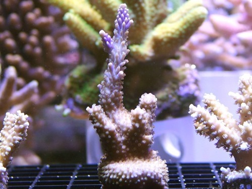SPS corals – 35+ species (Acropora, Montipora, and others)