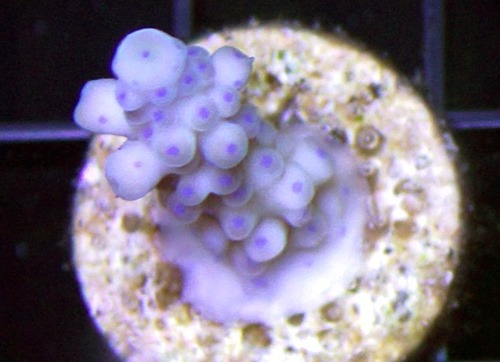 SPS corals – 35+ species (Acropora, Montipora, and others)