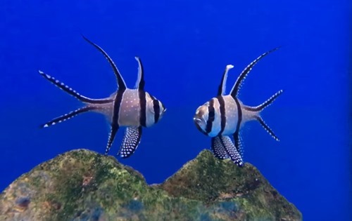 bangaii-cardinalfish.jpg