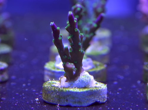 coral-frag