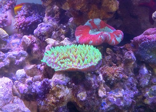 reef-aquarium.jpg