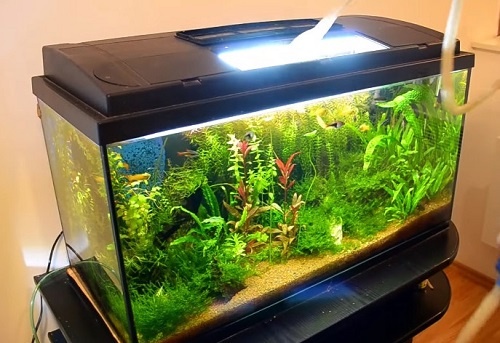 10-gallon-fish-tank