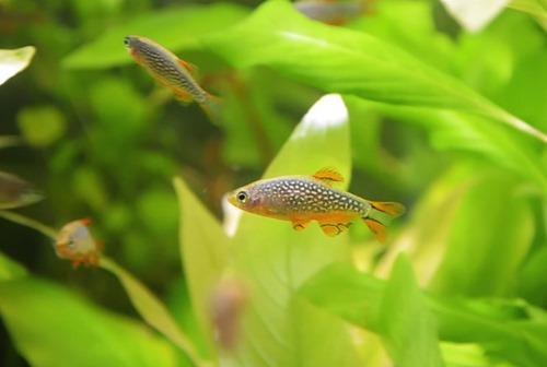 celestial-pearl-danio