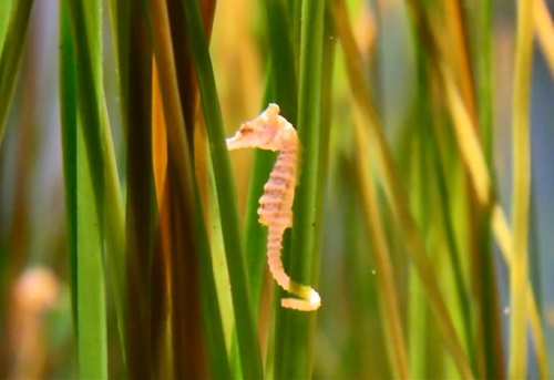 dwarf-seahorse