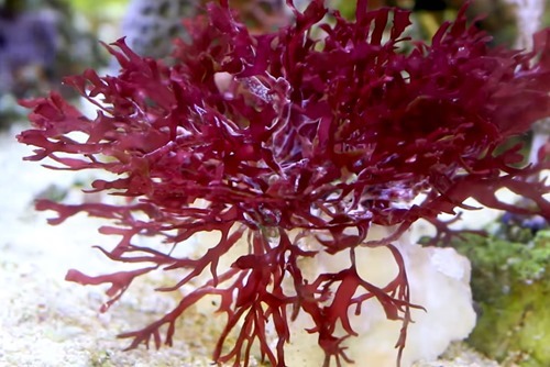 red-algae-rhodophyta