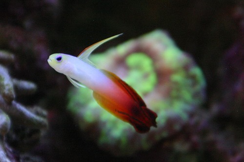 red-firefish-cc