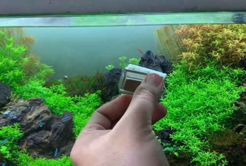 using-an-algae-magnet-cleaner