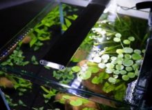 aquarium-light-1