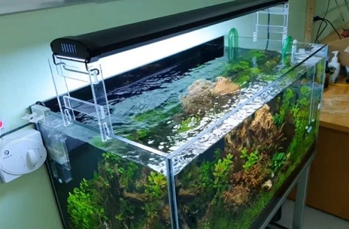 freshwater-aquarium-light
