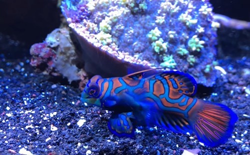 green-mandarin-goby-1