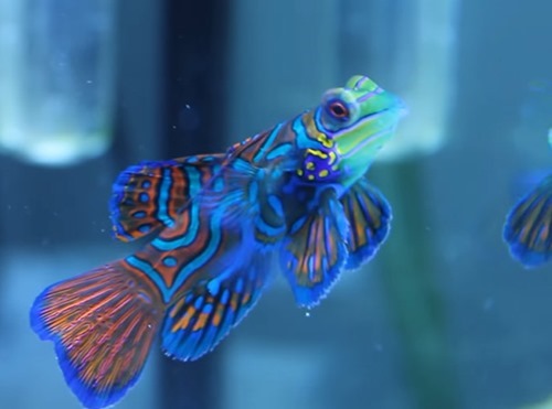 green-mandarin-goby