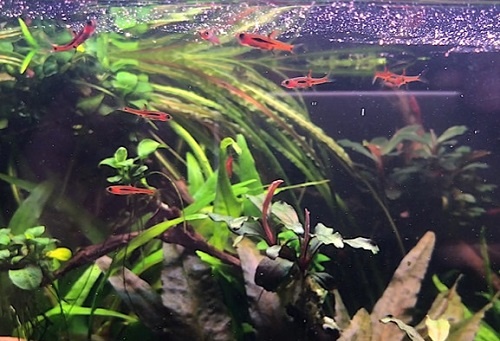 chilli-rasbora