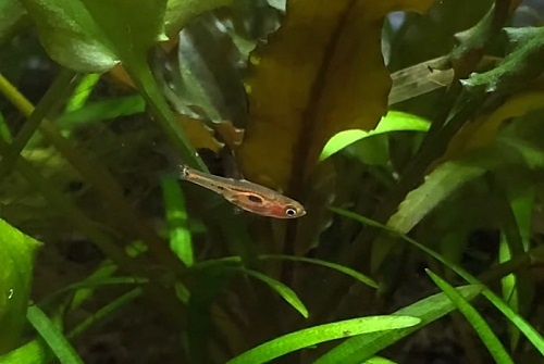 phoenix-rasbora