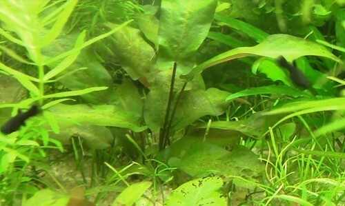 barclaya-longifolia