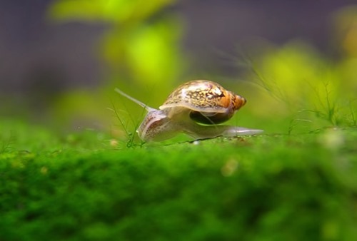 pond-snails