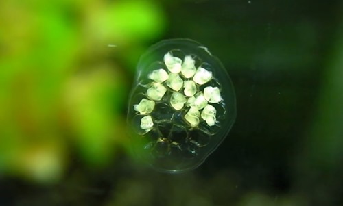 ramshorn-snail-eggs