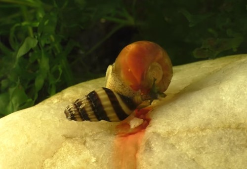 snail-eating-snail