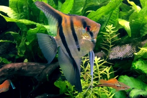 angel-fish
