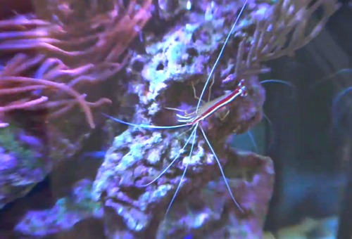 cleaner-shrimp