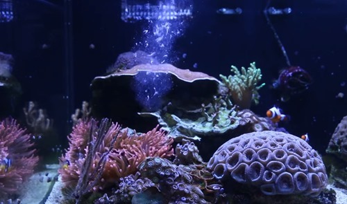 coral-feeding