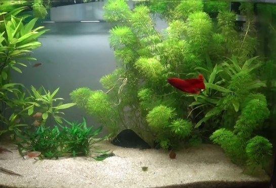 stem-plants