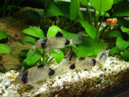 panda-corydoras-1