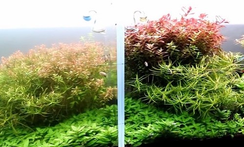 planted-tank-co2